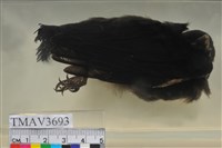 藏品(大卷尾)的圖片